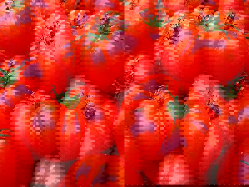 A close-up of vibrant red tomatoes piled together, showcasing their glossy texture.