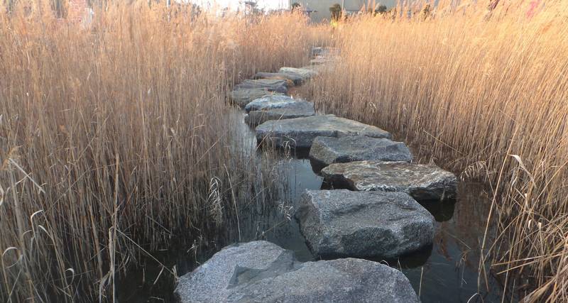 Stepping stones across a calm waterway surrounded by tall golden grasses.