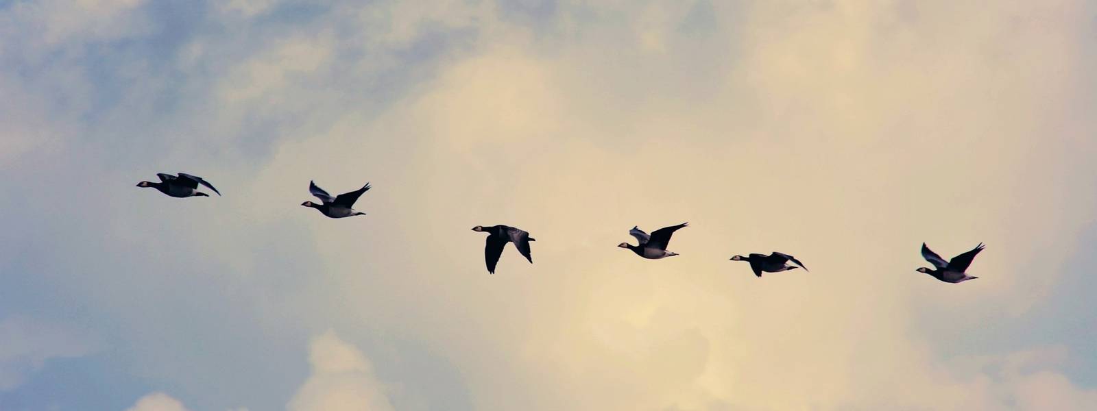 Six ducks flying in formation against a backdrop of fluffy clouds.