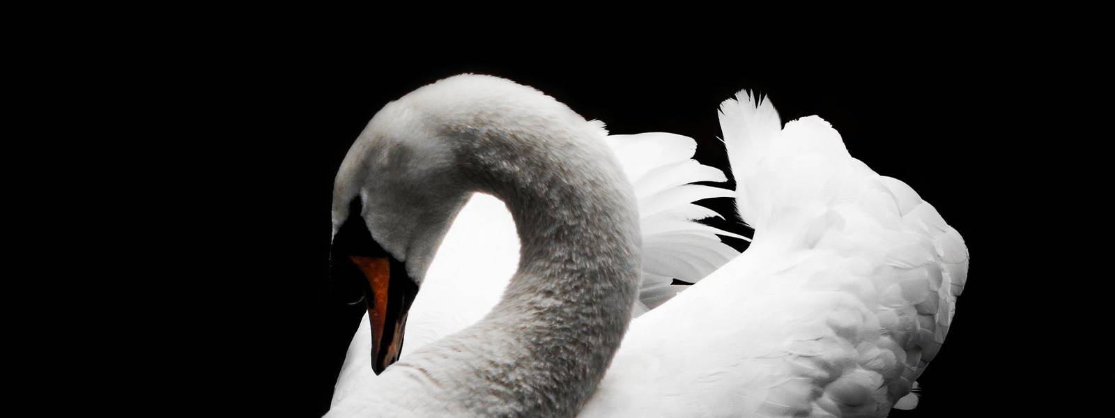A serene white swan gracefully preening on dark water.