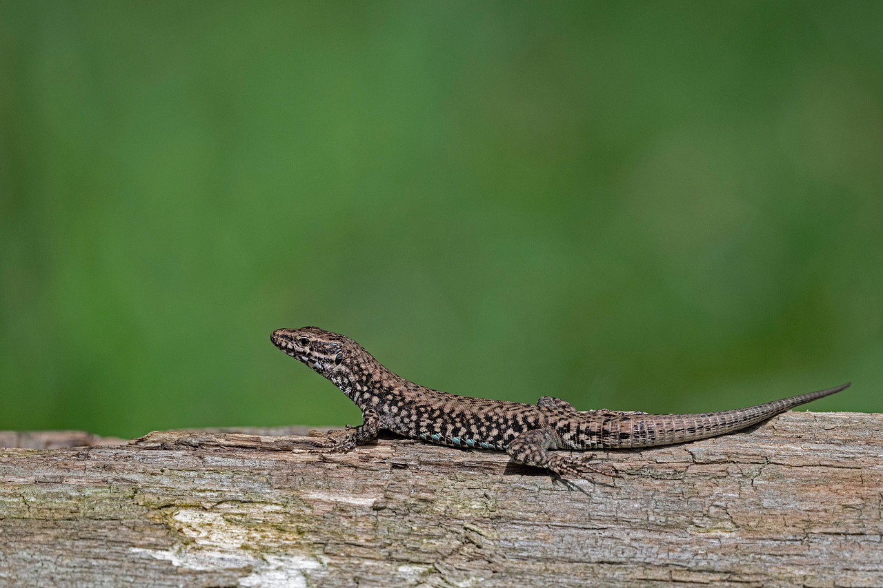 A lizard resting on a log with a blurred green background.