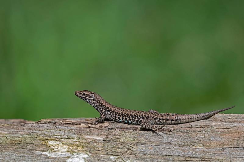 A lizard resting on a log with a blurred green background.