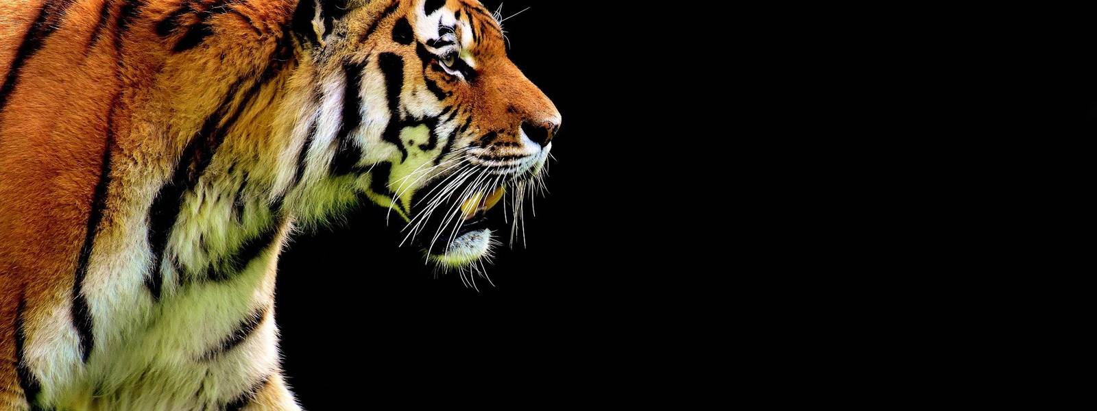 A tiger strides gracefully through green grass, highlighted against a black backdrop.