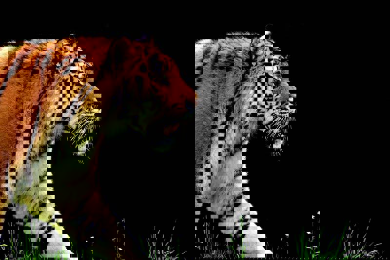 A tiger strides gracefully through green grass, highlighted against a black backdrop.