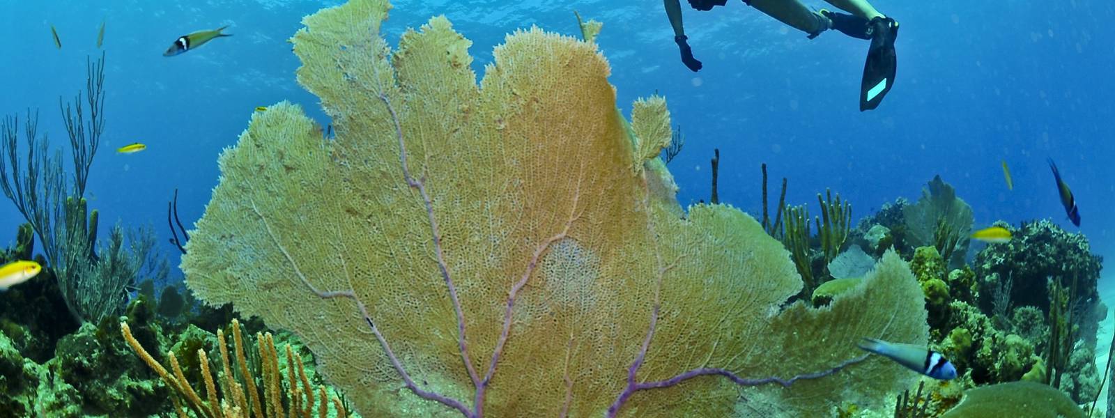 A diver explores vibrant coral reefs with various fish swimming nearby.