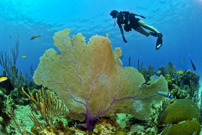 A diver explores vibrant coral reefs with various fish swimming nearby.